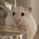 meowchandayo