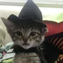 ohsyzo