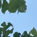 vulk0867