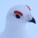 .pcapng