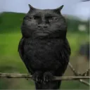 _chkn