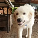 funkyskunkau