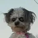 S. Harvey's avatar
