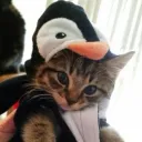 .pingouin_