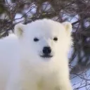 polar.hacks