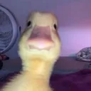 xsnaiderx75 avatar