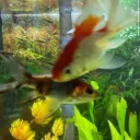 mr.pringles13 avatar