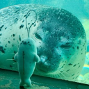 avatar ⁺༚sumidayo~˚₊