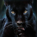 jarjarblinksk#0 avatar