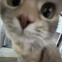 xveuwu