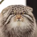 xarukareal