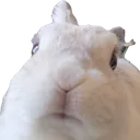 0osoba