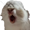 0osoba