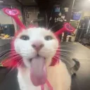 realdilucfromrblx avatar