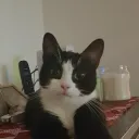 nivius