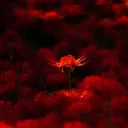red_spider_lily0 avatar