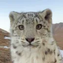 skietafek