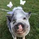 Аватар axsolotlys191_91880