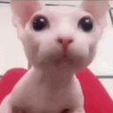 avatar Katbot(◕ᴗ◕✿)