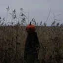fijirr