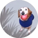santuaxd12 avatar