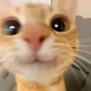 mochi_nchilla
