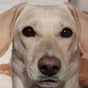 drjifi