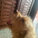 jzwong_