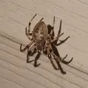decoratedspybro
