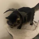doomcrow2