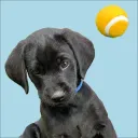 bluecollarpup_38323