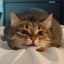 highvampire0