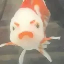jackgmu
