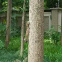 alpanda1