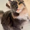 iswearimlagging2239 avatar