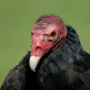 bebtoshhehehhshdyeyhhshshxhh