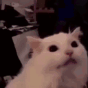 pingulini