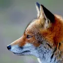 venatusvox