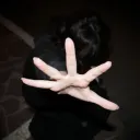hn_p