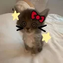 cclassifymc