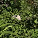 possumrow