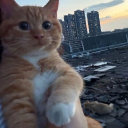 avatar Schrödinger's cat