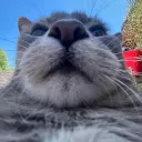 fredmars
