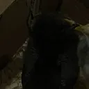 000fatima000
