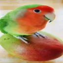 tomatotenders