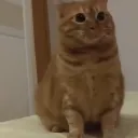 drsmltoruan