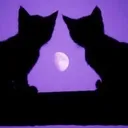 fizyon240