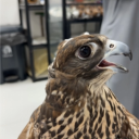 avatar 𝘉𝘶𝘔𝘶𝘣𝘢𝘳𝘢𝘬