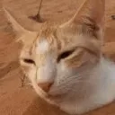 Image for zenifiedcattification