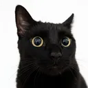 Image for zenifiedcattification